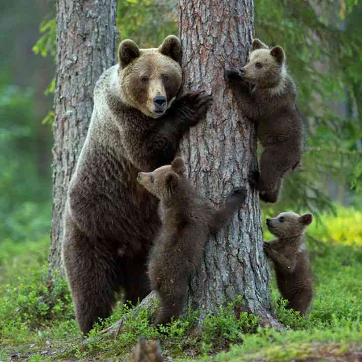 現在好きな動物ランキング1位の動物