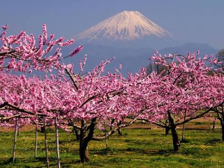 日本各地、様々な種類の桜の画像で癒されるトピ♪