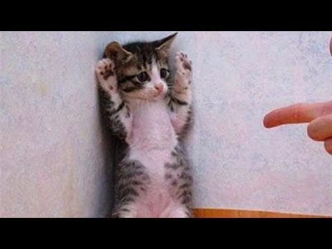 可愛い猫の6秒で笑える動画！総集編！ - YouTube