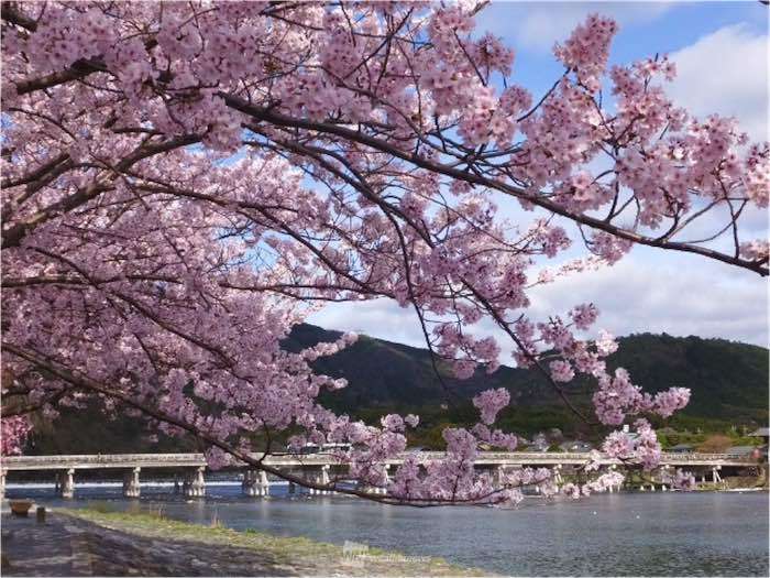 来週末は東京や福岡で桜が開花！上野恩賜公園は26日の予想