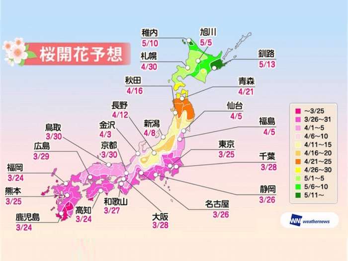 来週末は東京や福岡で桜が開花！上野恩賜公園は26日の予想 - ウェザーニュース