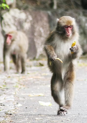 動物の色んなポーズ