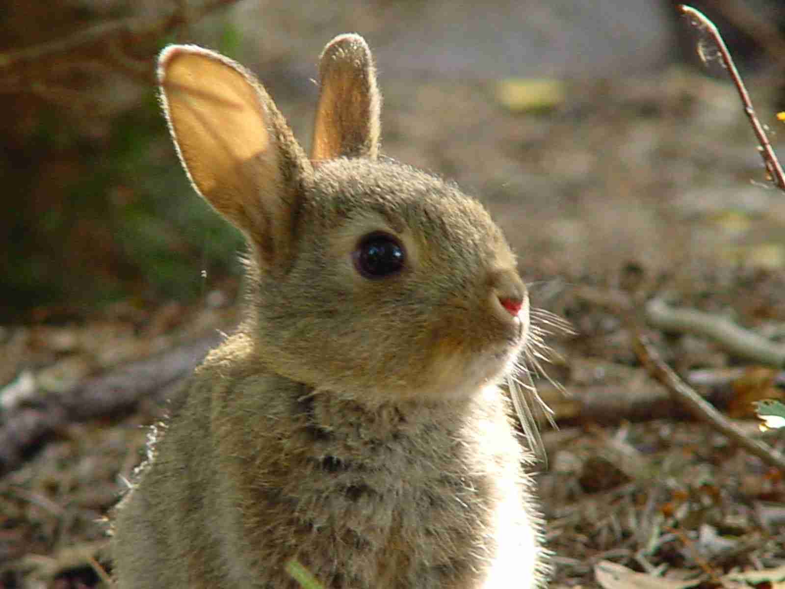 [野生]動物好きな人～！！