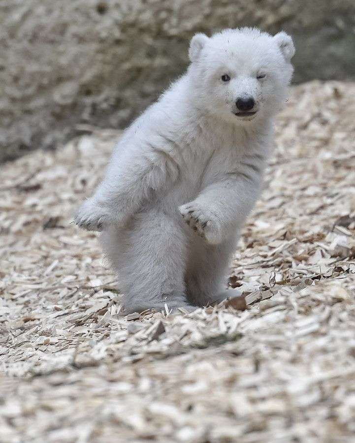 動物の色んなポーズ