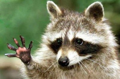 [野生]動物好きな人～！！