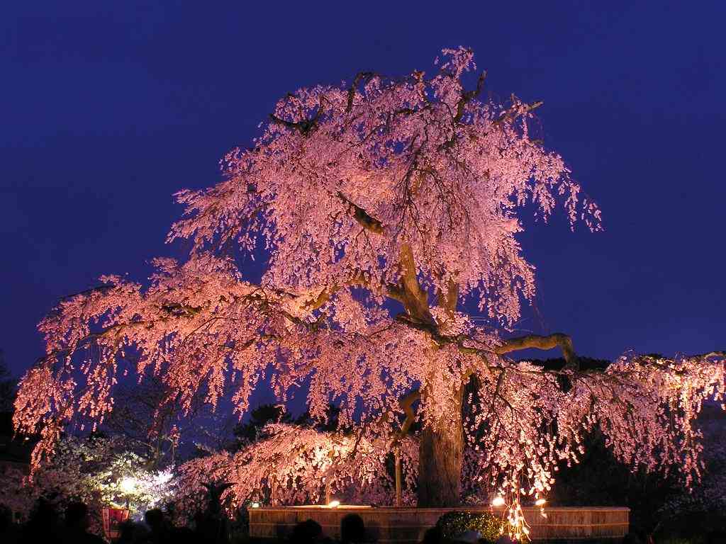 日本各地、様々な種類の桜の画像で癒されるトピ♪