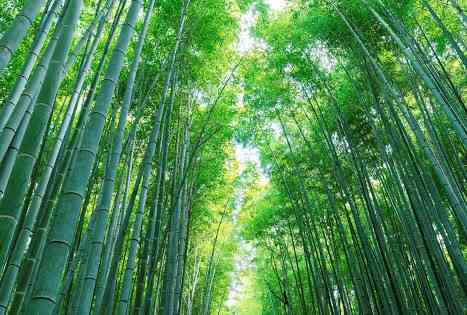 日本の美しい風景の画像を貼るトピ