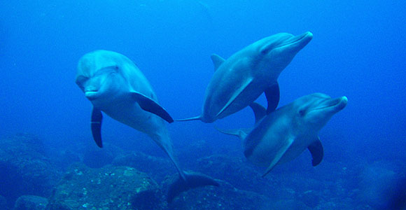 現在好きな動物ランキング1位の動物