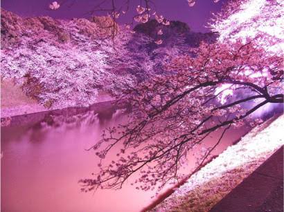 日本の美しい風景の画像を貼るトピ