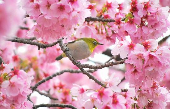 日本各地、様々な種類の桜の画像で癒されるトピ♪