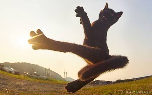 動物の色んなポーズ