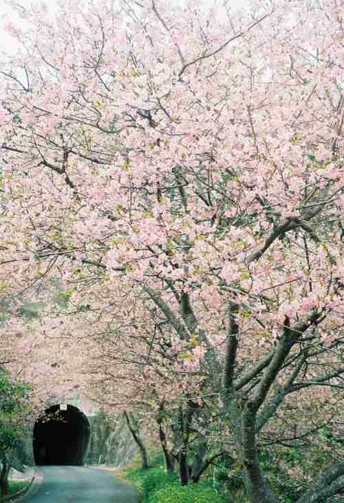 日本各地、様々な種類の桜の画像で癒されるトピ♪