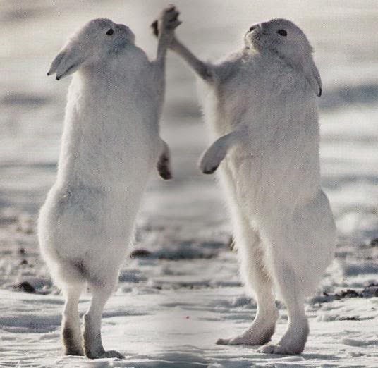 動物の色んなポーズ