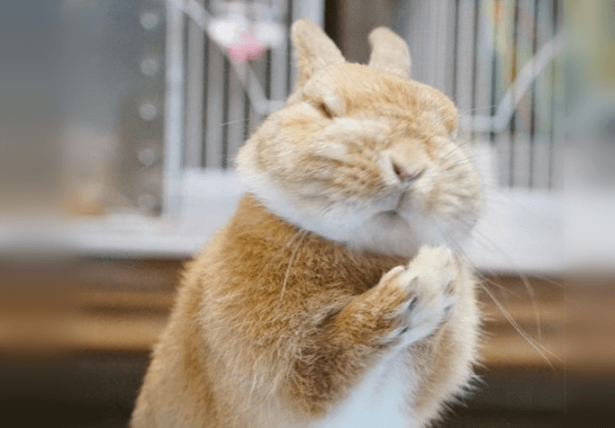 動物の色んなポーズ