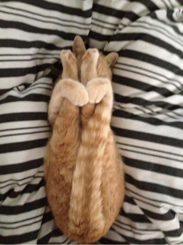 動物の色んなポーズ