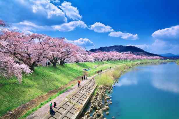 日本各地、様々な種類の桜の画像で癒されるトピ♪