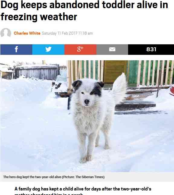 ロシア　氷点下20度の中、置き去りにされた2歳男児を飼い犬が2日間温め続ける