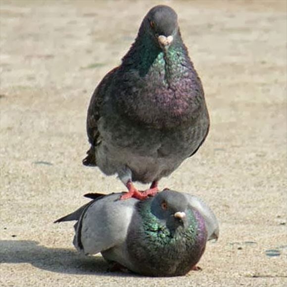 動物の色んなポーズ