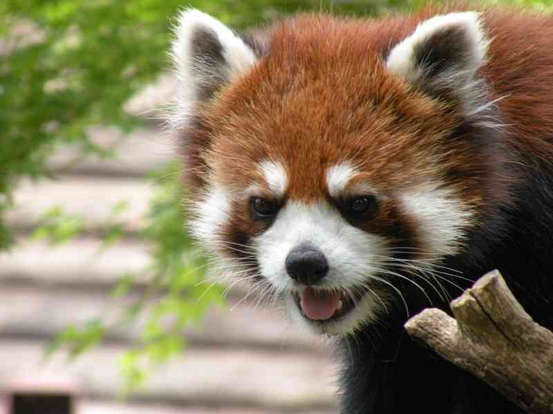 現在好きな動物ランキング1位の動物