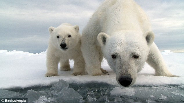 現在好きな動物ランキング1位の動物