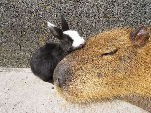 幸せそうな画像ください