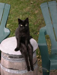 動物の色んなポーズ
