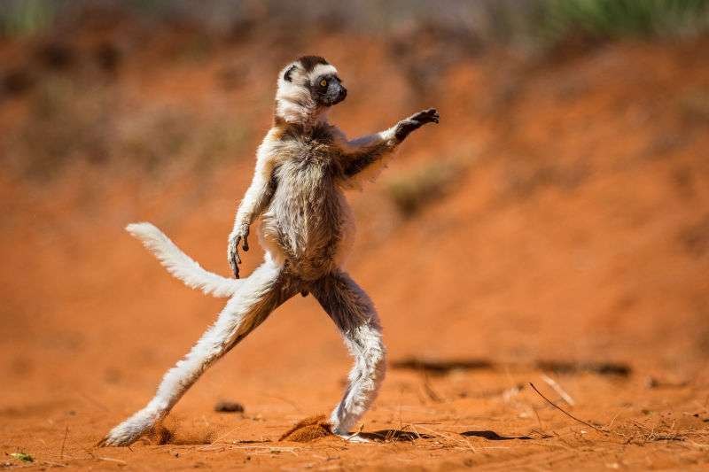 動物の色んなポーズ