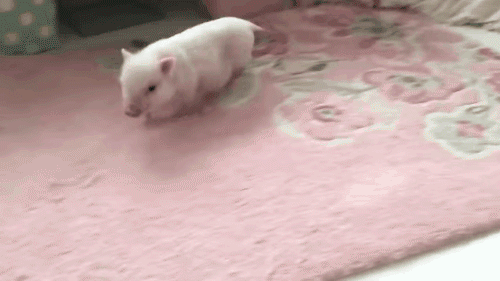 最近ブタが好き。
