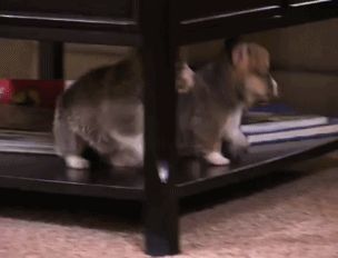 画像 : おもしろGIF画像まとめ - NAVER まとめ