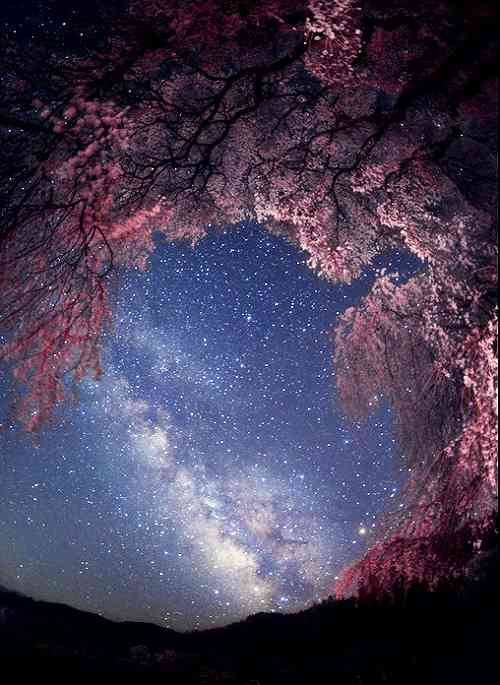 日本各地、様々な種類の桜の画像で癒されるトピ♪