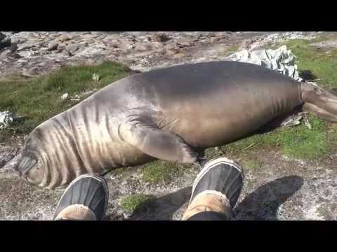 Elephant Seal Rolls Down Hill - YouTube