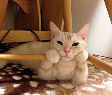 動物の色んなポーズ