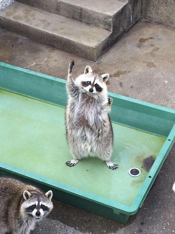 動物の色んなポーズ