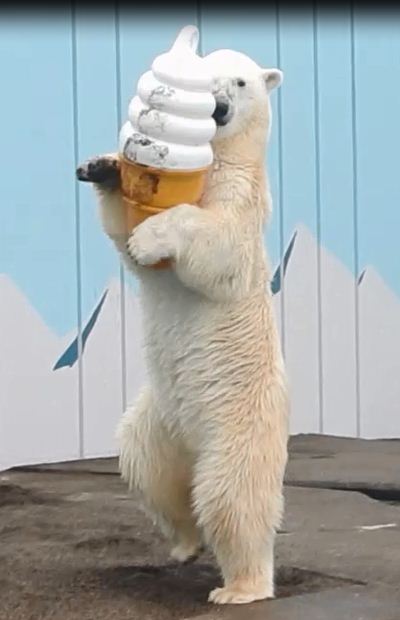 動物の色んなポーズ