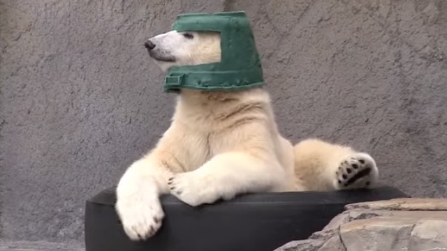 動物の色んなポーズ