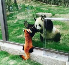 動物の色んなポーズ
