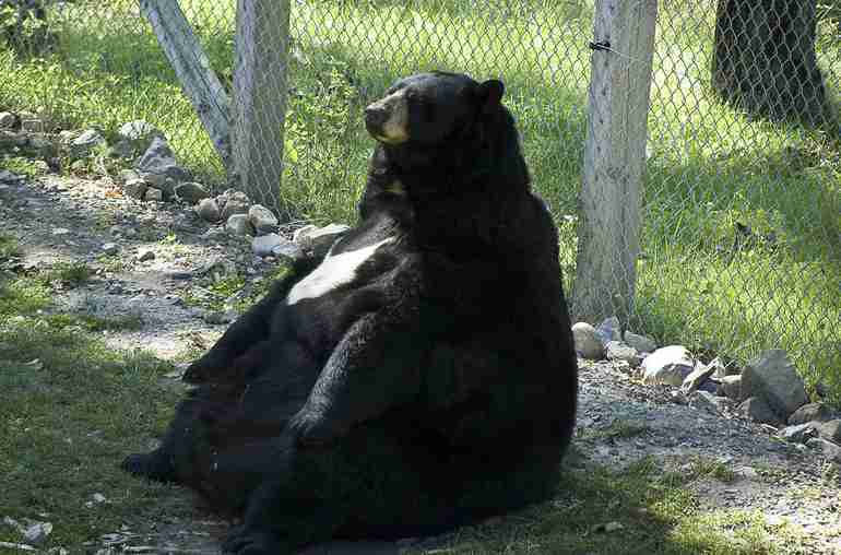 動物の色んなポーズ