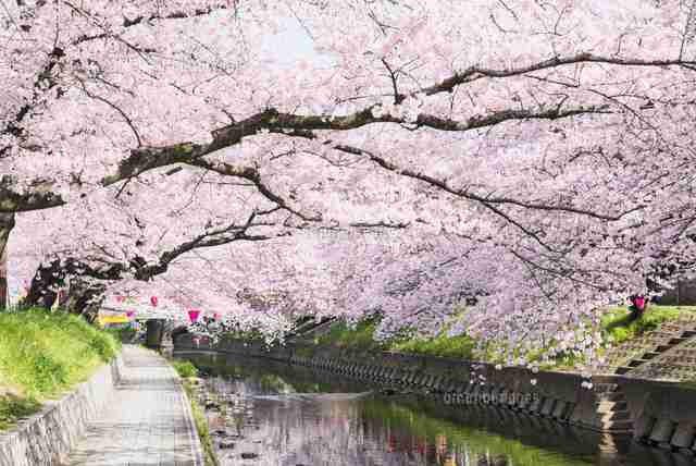 日本各地、様々な種類の桜の画像で癒されるトピ♪