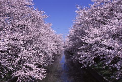 日本各地、様々な種類の桜の画像で癒されるトピ♪