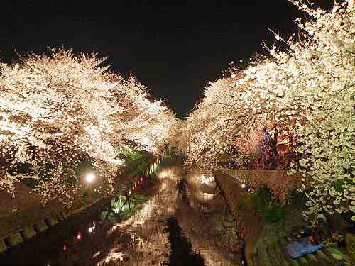 日本各地、様々な種類の桜の画像で癒されるトピ♪