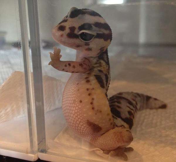 現在好きな動物ランキング1位の動物