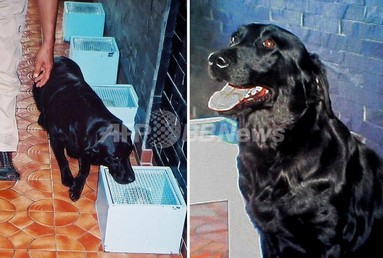 韓国でがん探知犬「マリーン」のクローン犬、誕生　写真1枚　国際ニュース：AFPBB News