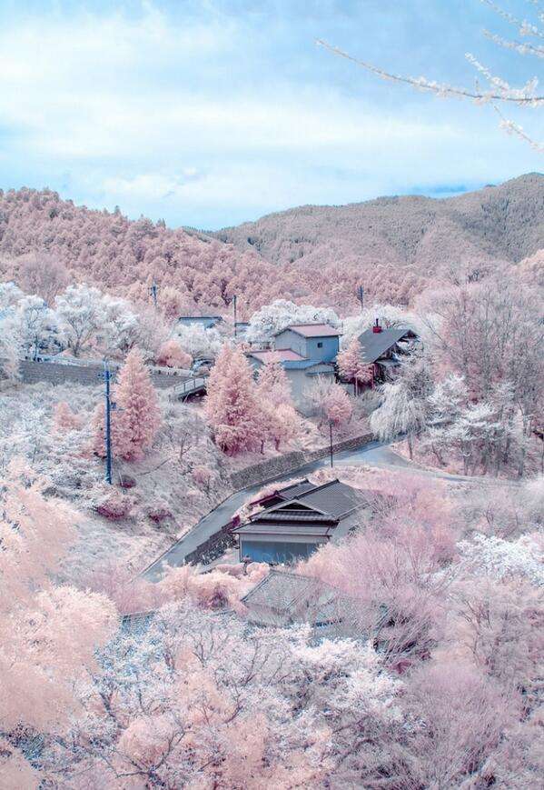 日本各地、様々な種類の桜の画像で癒されるトピ♪