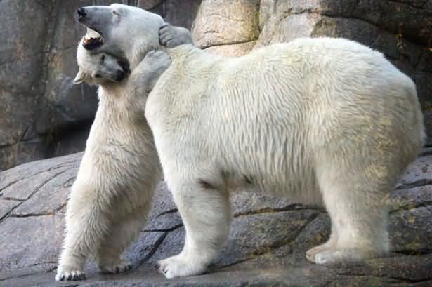 動物の色んなポーズ