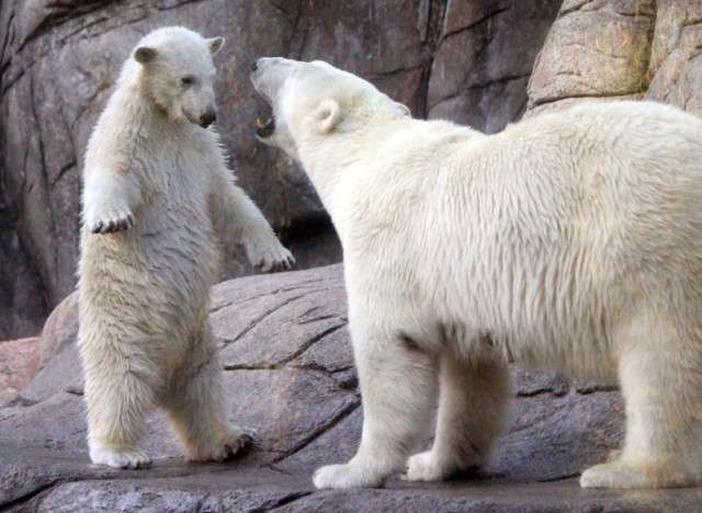 動物の色んなポーズ