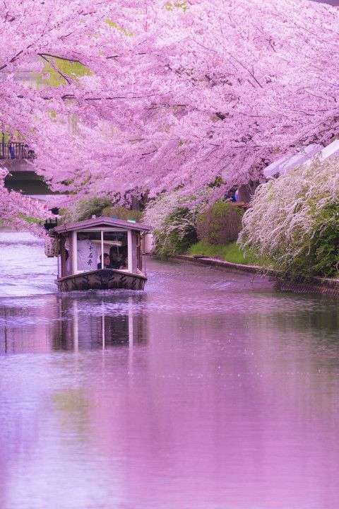 日本各地、様々な種類の桜の画像で癒されるトピ♪
