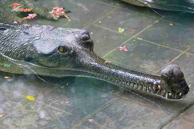 【超閲覧注意】不気味な生物の画像を貼っていくトピ【苦手な方注意】