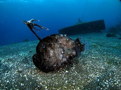 【超閲覧注意】不気味な生物の画像を貼っていくトピ【苦手な方注意】