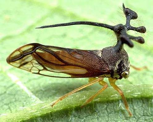 【超閲覧注意】不気味な生物の画像を貼っていくトピ【苦手な方注意】