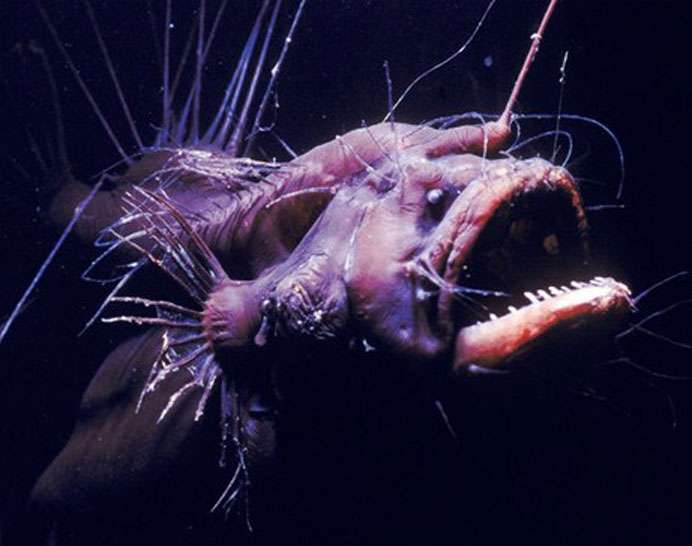 【超閲覧注意】不気味な生物の画像を貼っていくトピ【苦手な方注意】